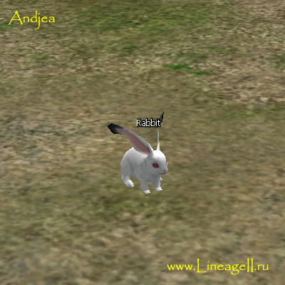 Rabbit