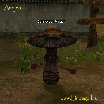 Carnivorous Fungus