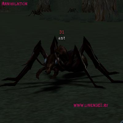 Ant