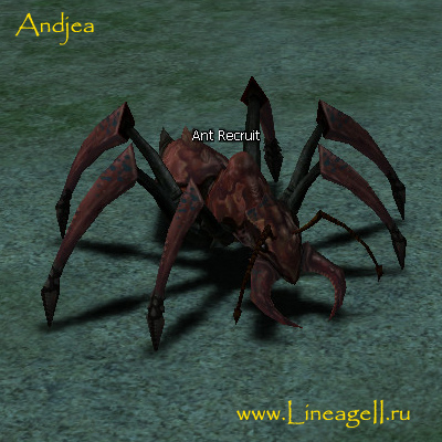 Ant Recruit