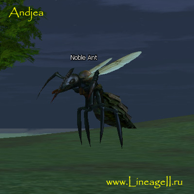 Noble Ant