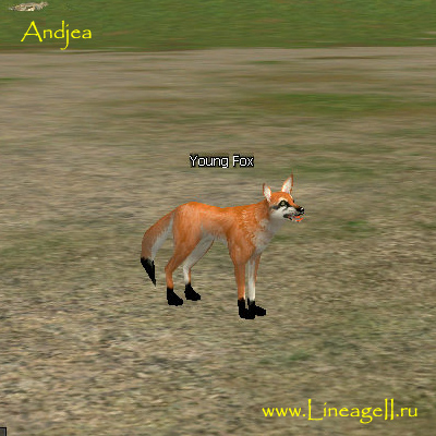 Young Fox