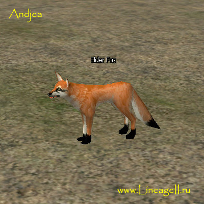 Elder Fox
