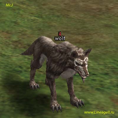 Wolf