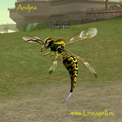 Giant Bee