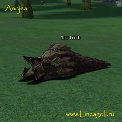 Giant Leech