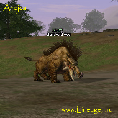 Giant Wild Hog