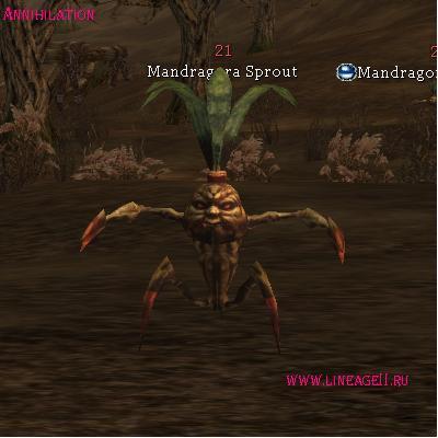 Mandragora Sprout