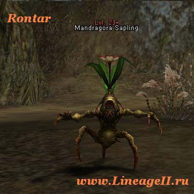 Mandragora Sapling