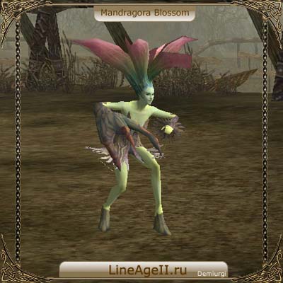 Mandragora Blossom