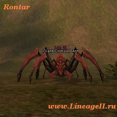 Giant Crimson Ant