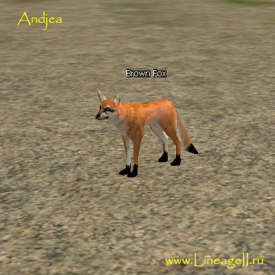 Brown Fox