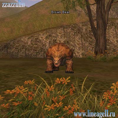 Brown Bear