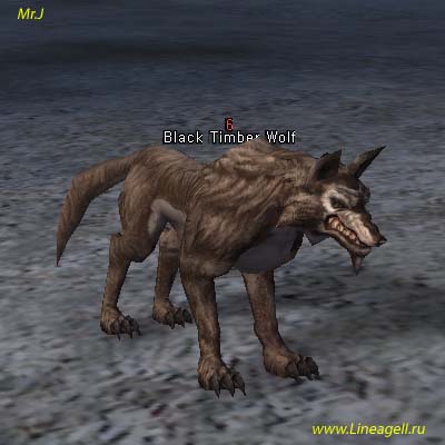 Black Timber Wolf