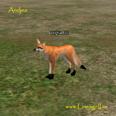 Longtail Fox