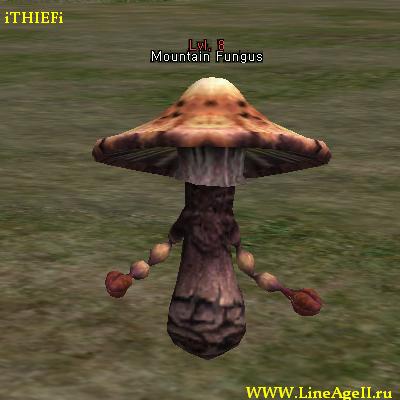 Mountain Fungus