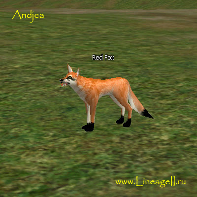 Red Fox