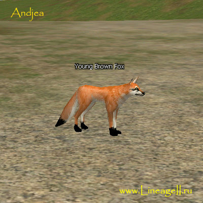 Young Brown Fox