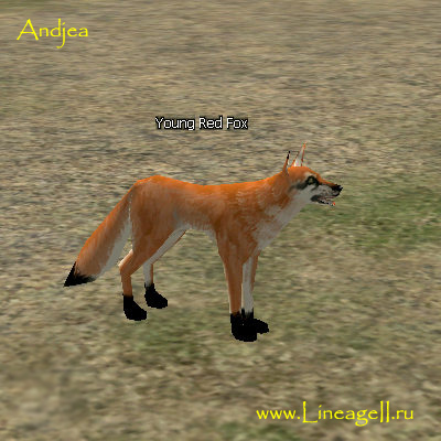 Young Red Fox
