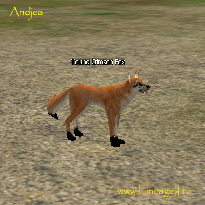 Young Crimson Fox