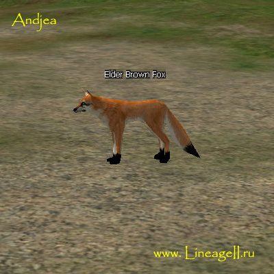Elder Brown Fox
