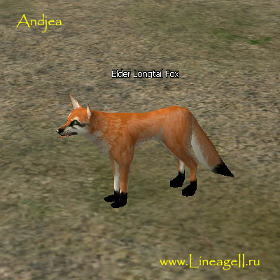 Elder Longtail Fox