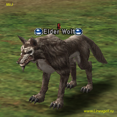 Elder Wolf