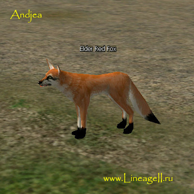 Elder Red Fox