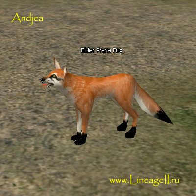 Elder Prairie Fox
