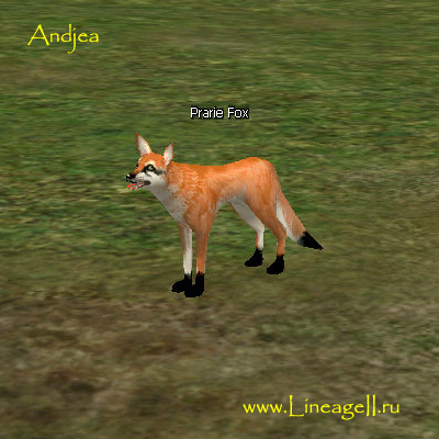 Prairie Fox