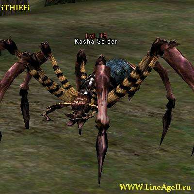 Kasha Spider