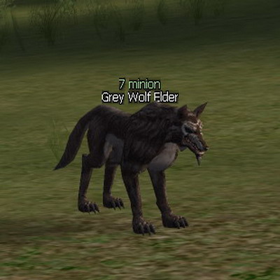 Grey Wolf Elder