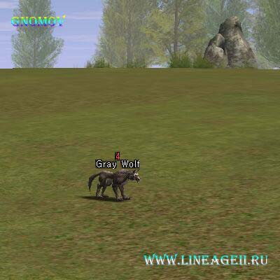 Gray Wolf
