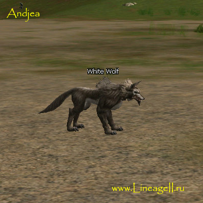 White Wolf