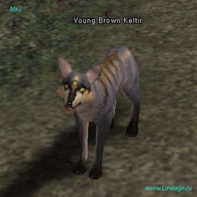 Young Brown Keltir