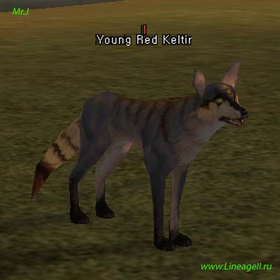 Young Red Keltir