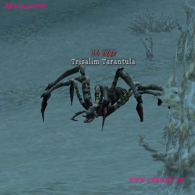Trisalim Tarantula