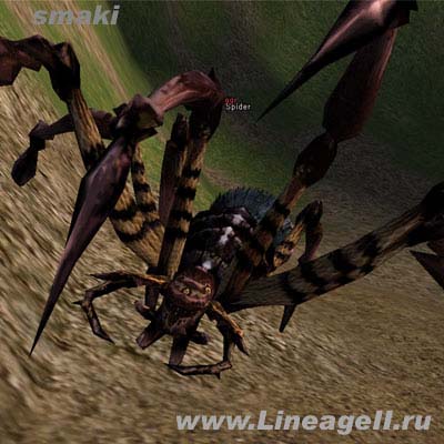 Kronbe Spider