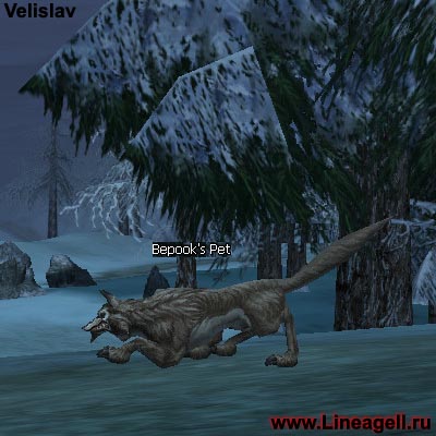 Bepook's Pet