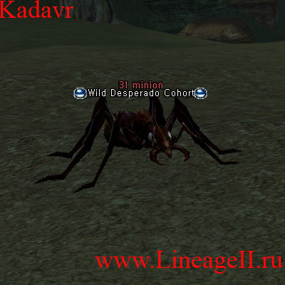 Young Gigantiops