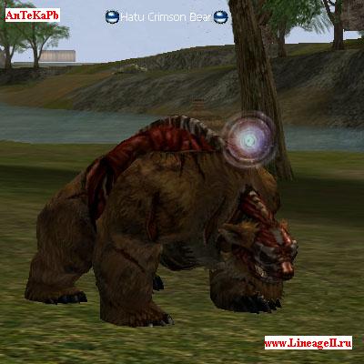 Hatu Crimson Bear
