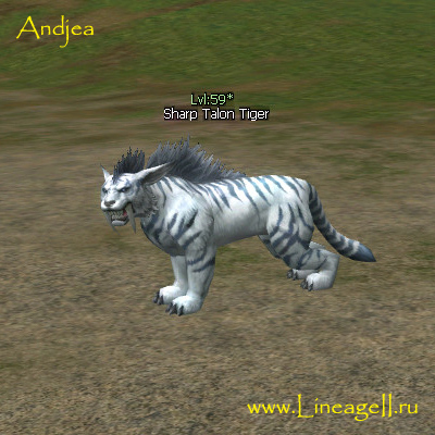 Sharp Talon Tiger