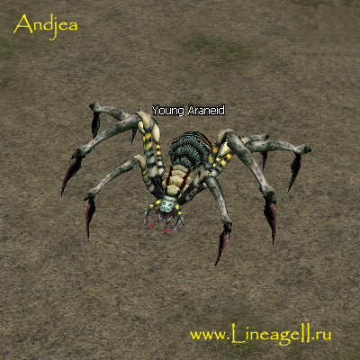 Young Araneid