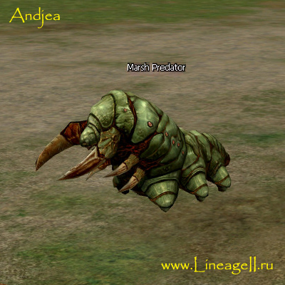 Marsh Predator
