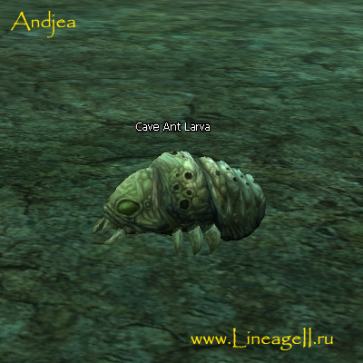 Cave Ant Larva