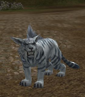 Baby Panthera