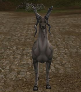 Pronghorn