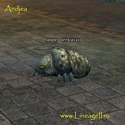 Sleeping Ant Larva1