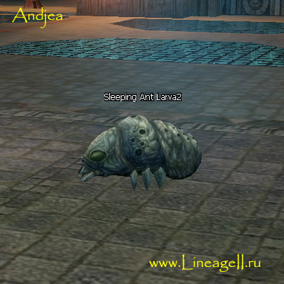 Sleeping Ant Larva2