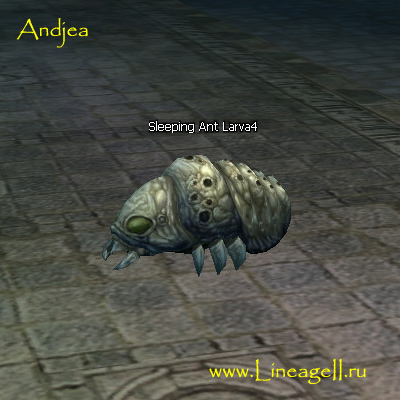 Sleeping Ant Larva4